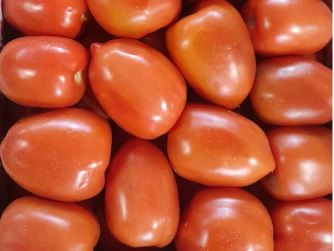 Tomate perita invernadero