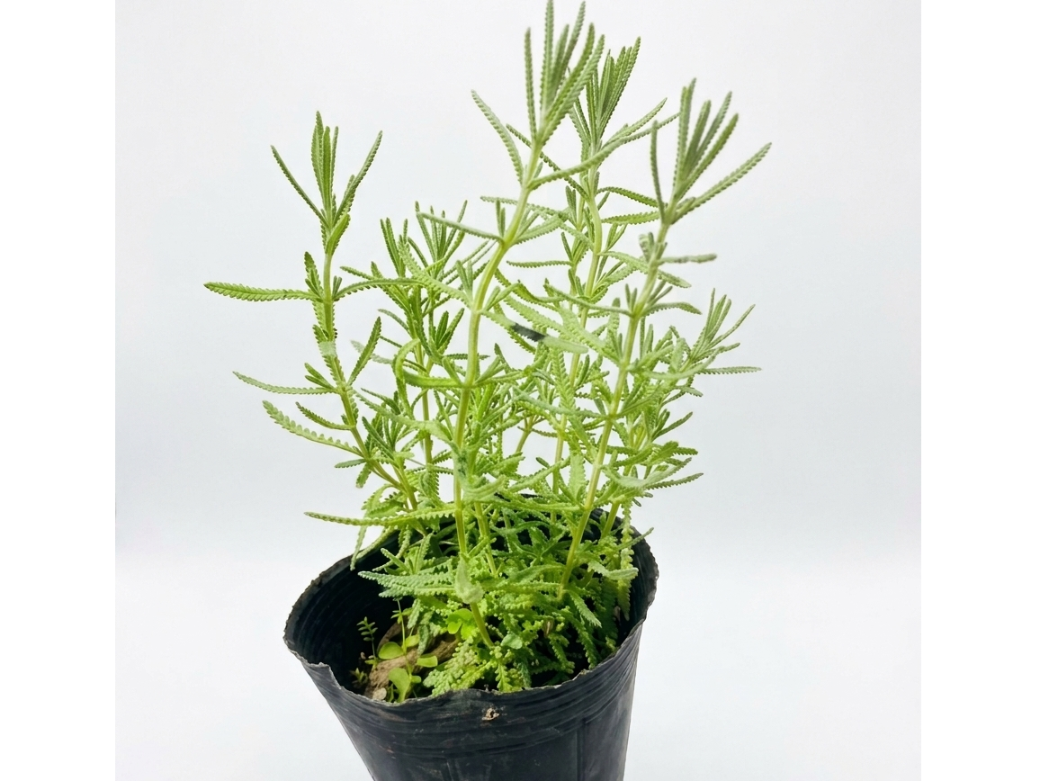 Lavanda fresca