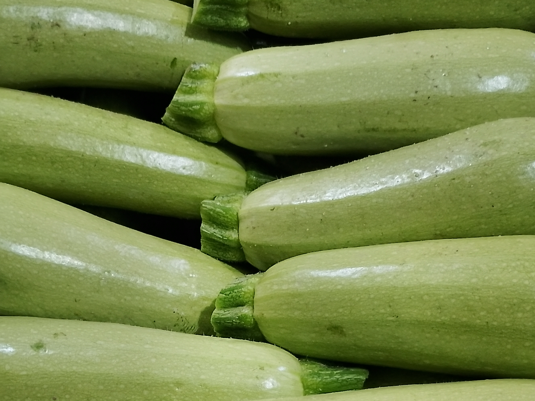Zapallo Zuchinni invernadero