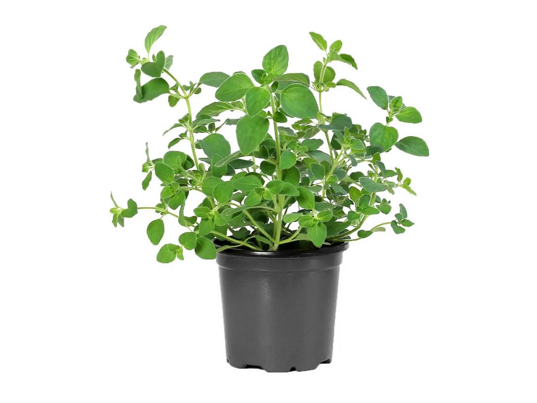 Maceta oregano fresco