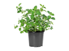 Maceta oregano fresco