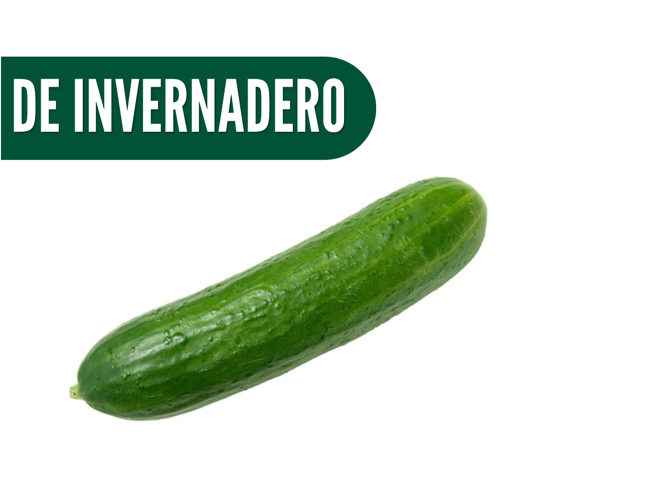 Pepino de INVERNADERO