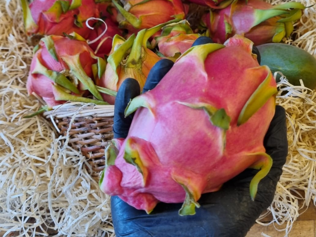 Pithaya/ Fruta del Dragón