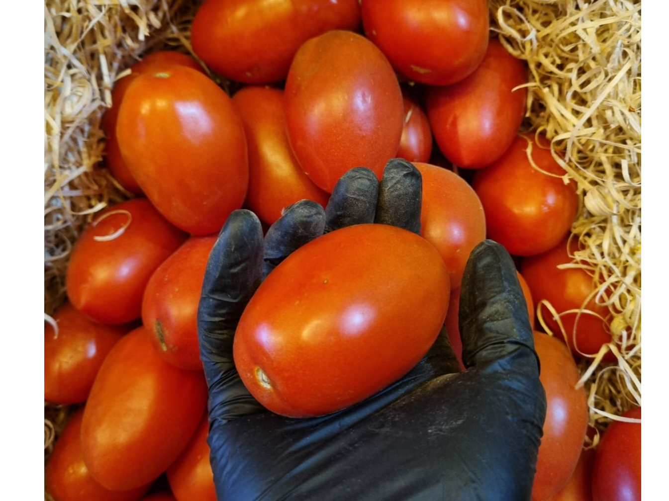 Tomate perita de invernadero.