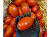 Tomate perita de invernadero.