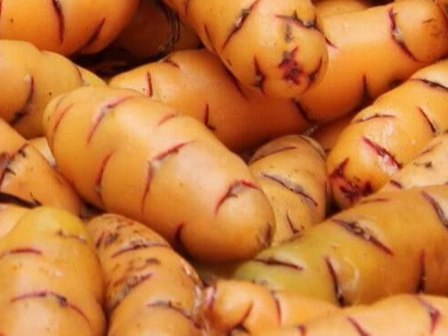 Papa Oca