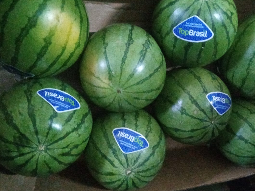 Sandia baby