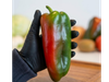 Pimiento bicolor