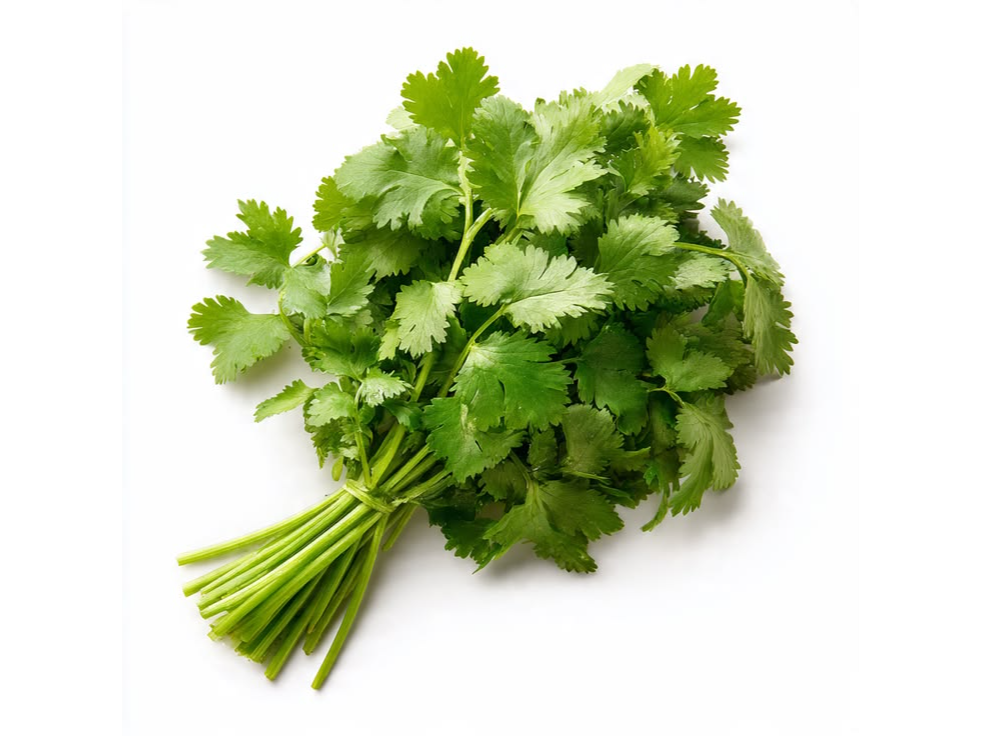 Cilantro