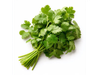 Cilantro