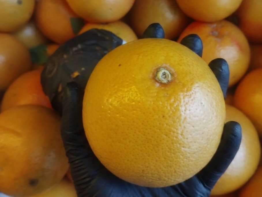 Pomelo grande
