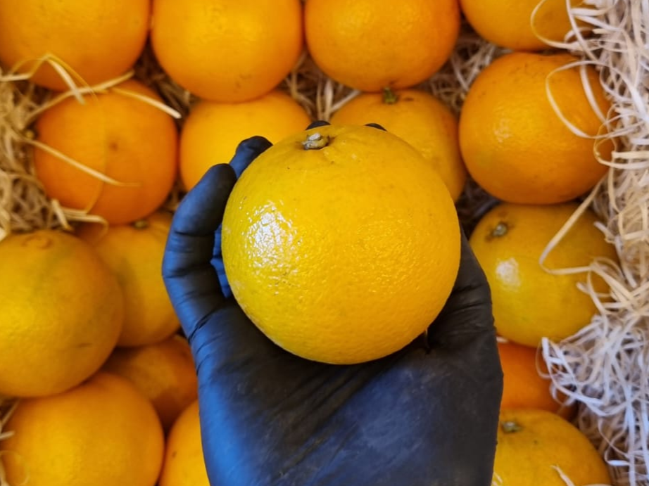 Naranja de Jugo