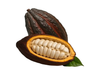 Cacao fruto xunidad