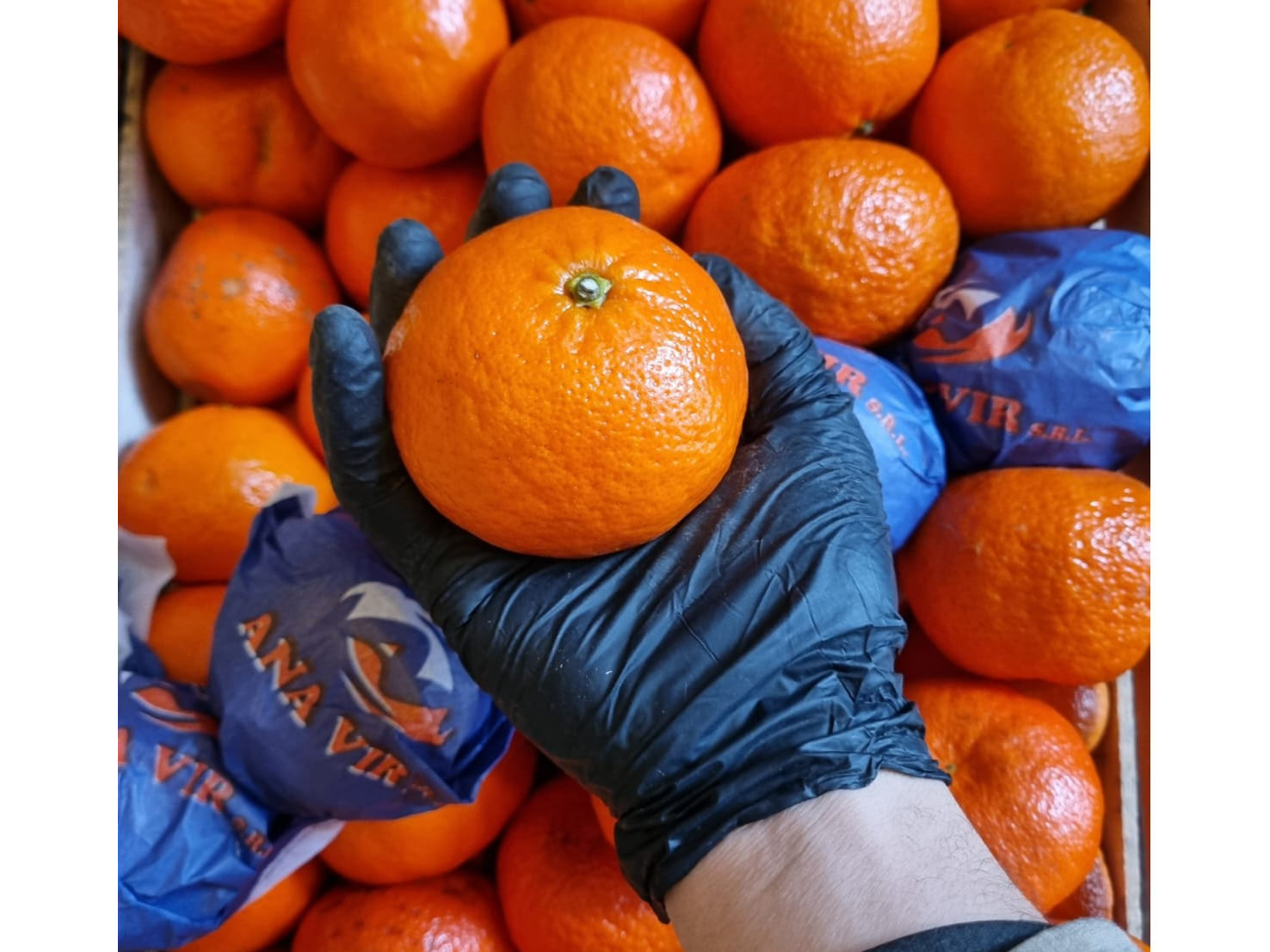 Mandarina Nova
