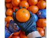 Mandarina Nova