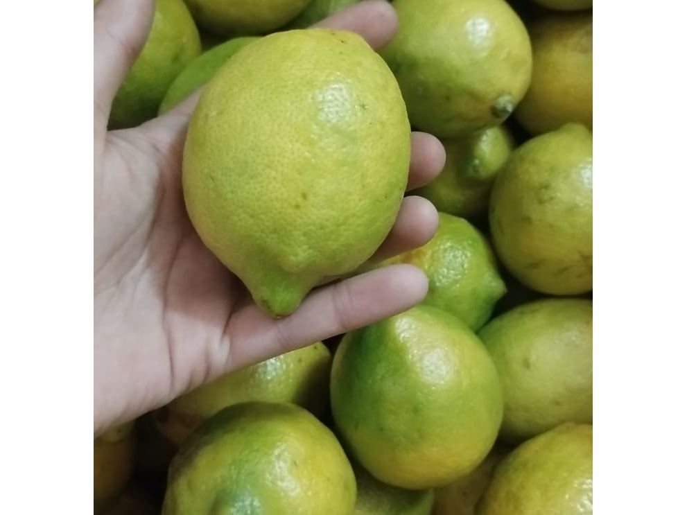 LIMON CUBITO