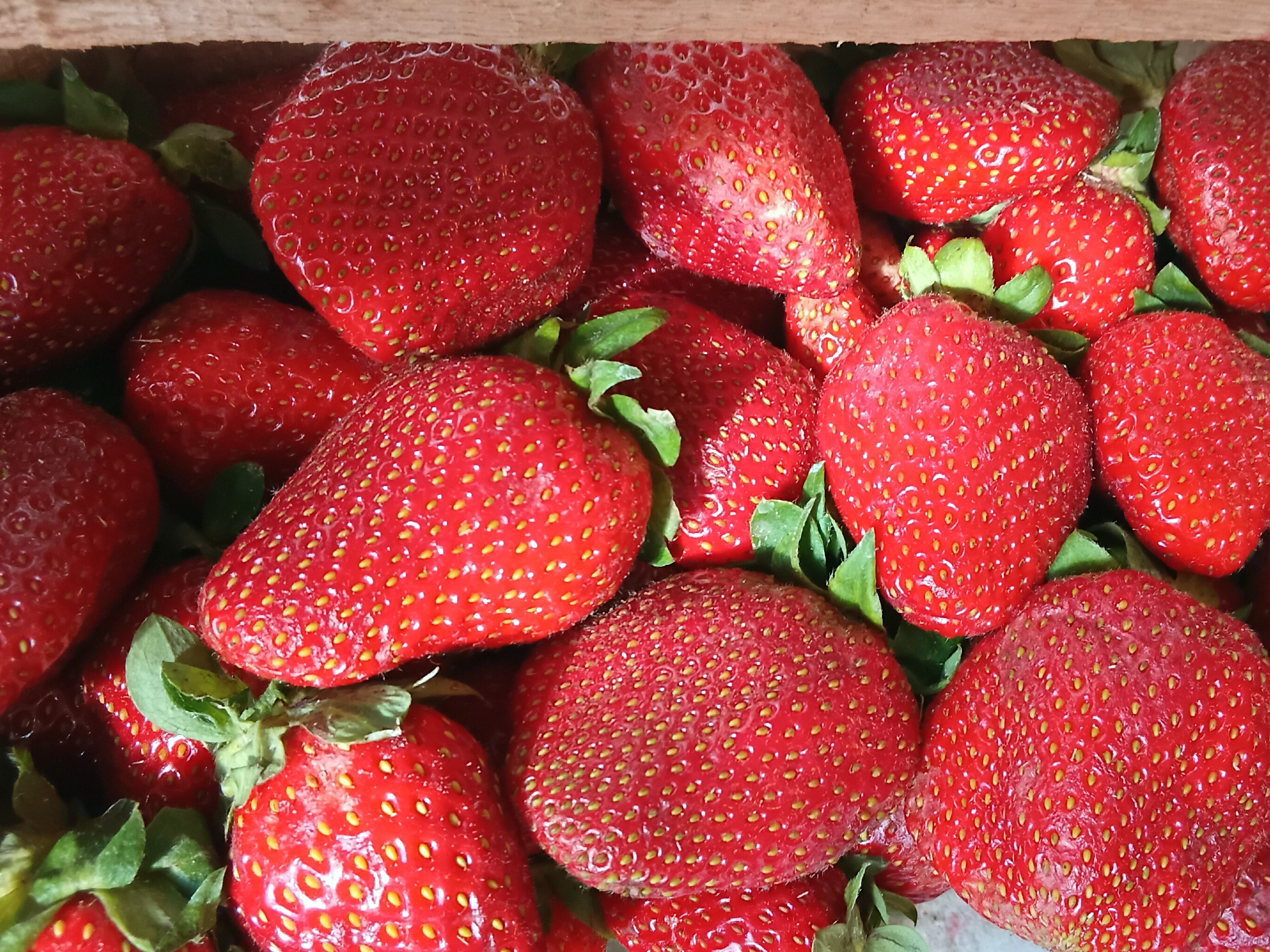 Frutillas
