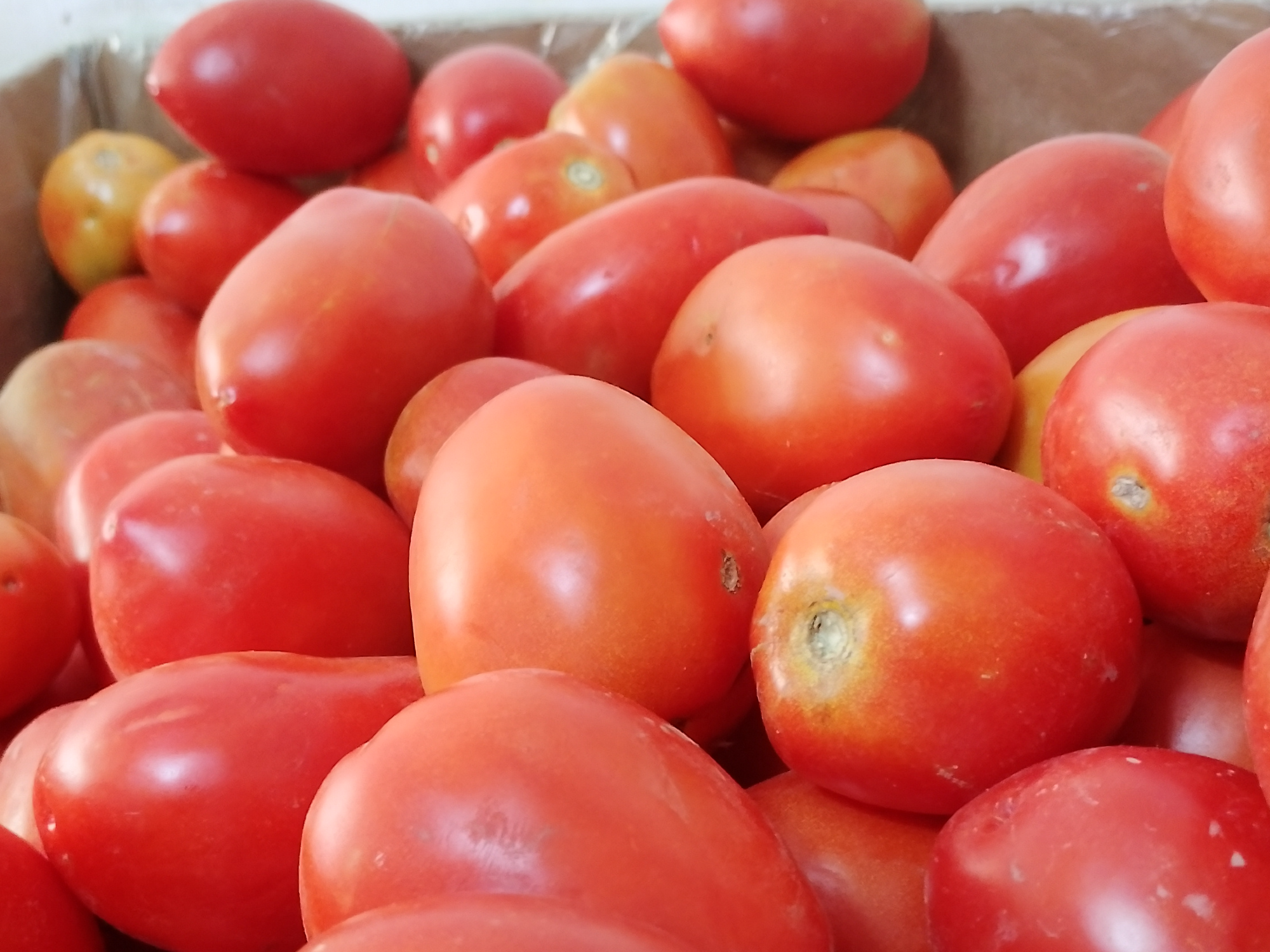 Tomate perita grande