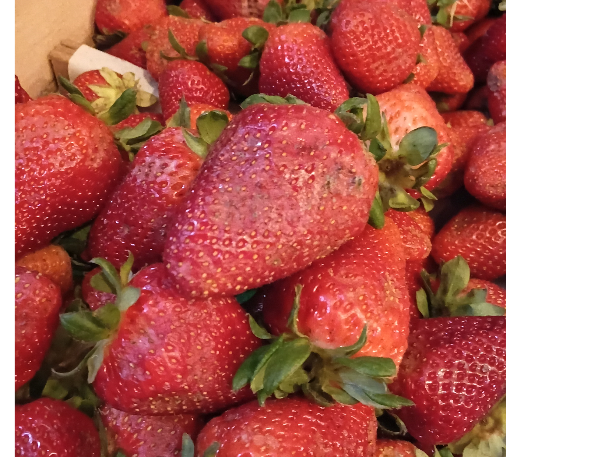 Frutillas tocadas (ideal para dulce)