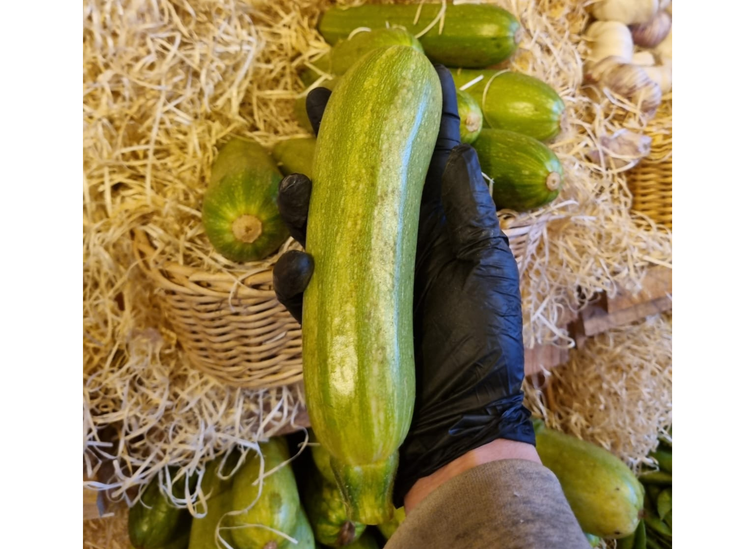 Zapallo Zuchinni común.