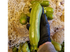 Zapallo Zuchinni común.