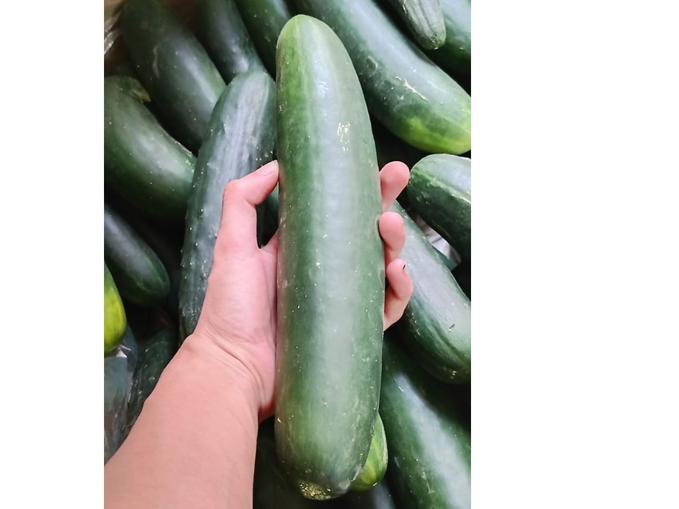 Pepino