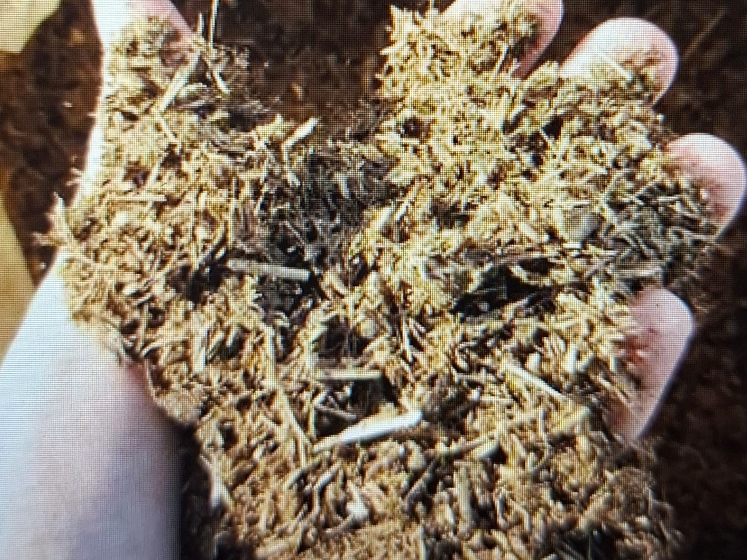 Guano x30lts
