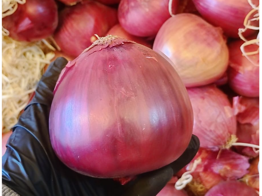 Cebolla Morada.