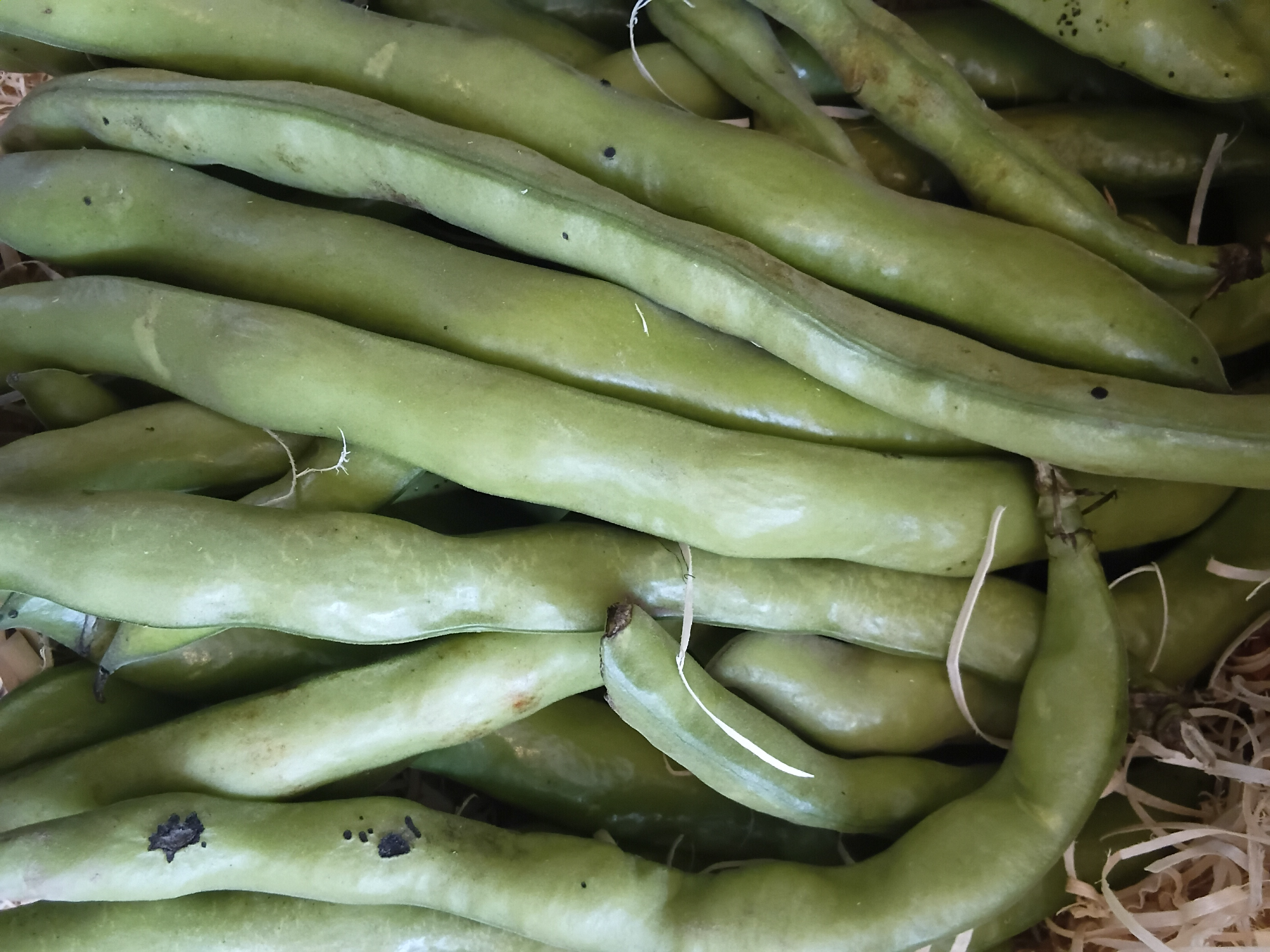 X2kg Habas