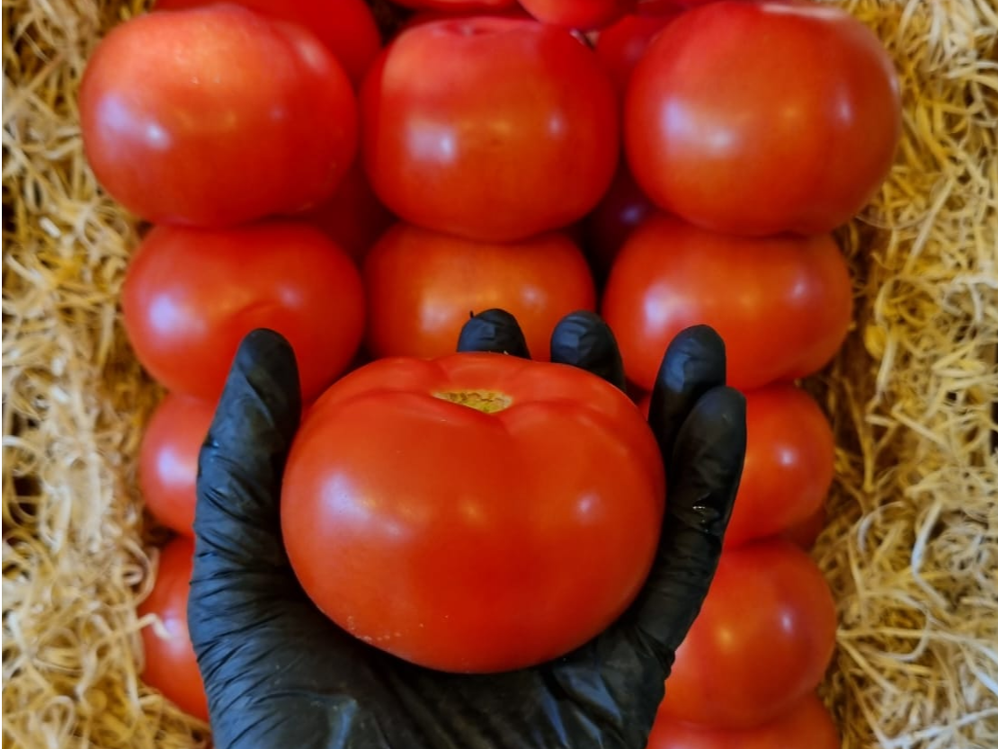 Tomate redondo importado chileno.