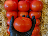 Tomate redondo importado chileno.