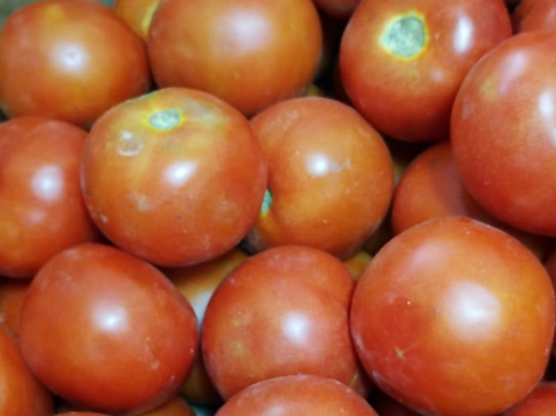 TOMATE REDONDO CHICO