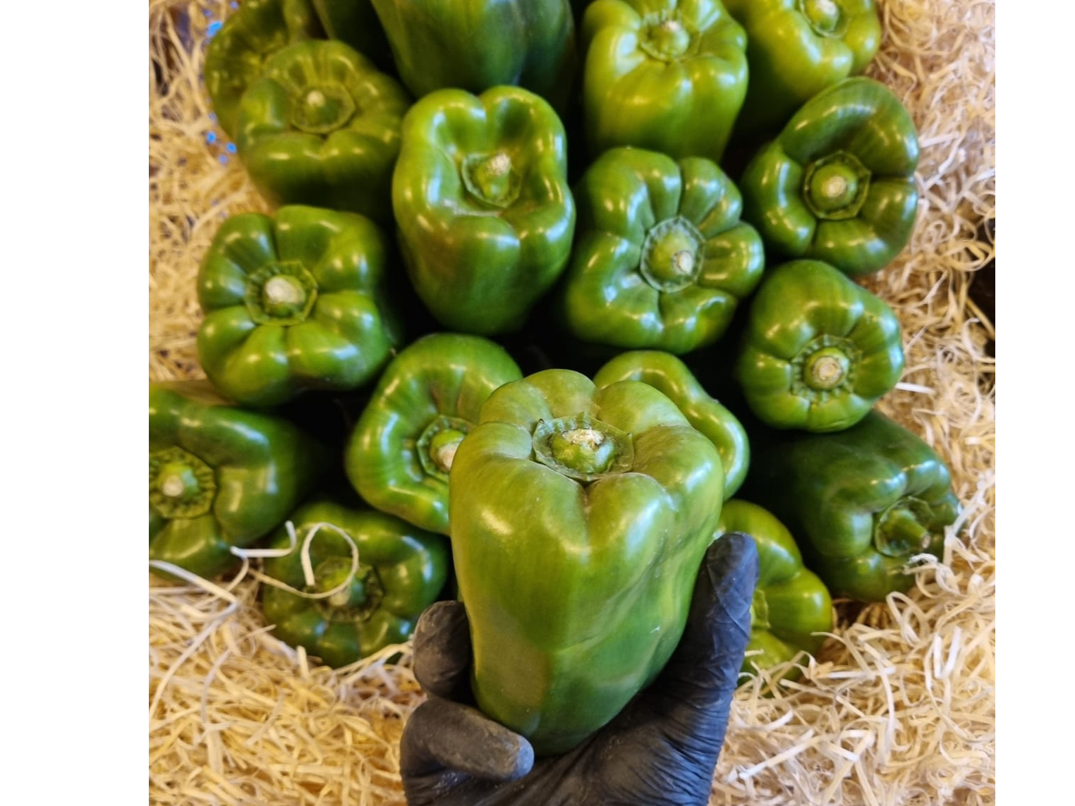 Pimiento Verde.