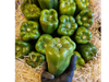 Pimiento Verde.