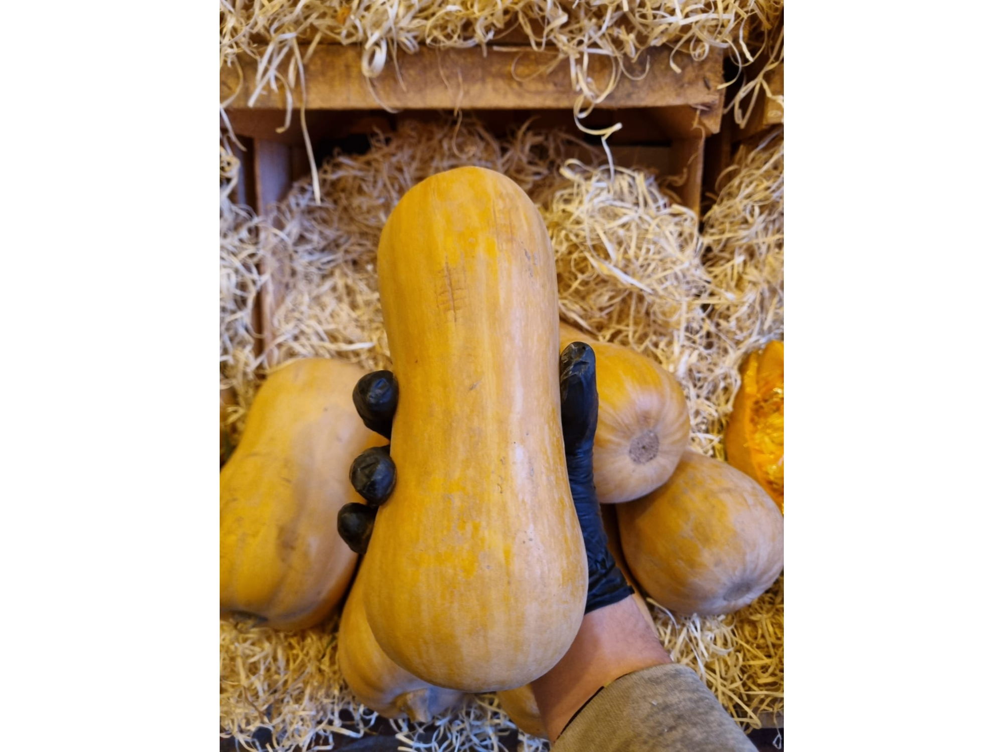 Zapallo coquena