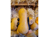 Zapallo coquena