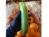 Zapallo Zuchinni de invernadero