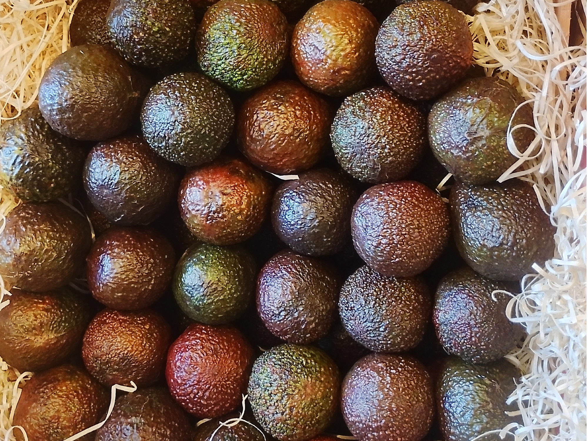 Palta Peruana