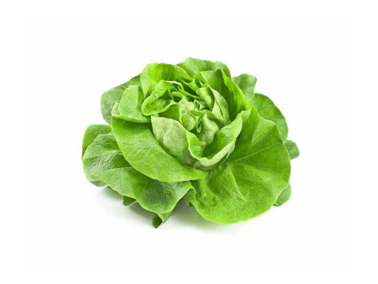 Lechuga Mantecosa