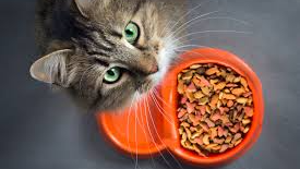 ACCESORIOS GATOS
