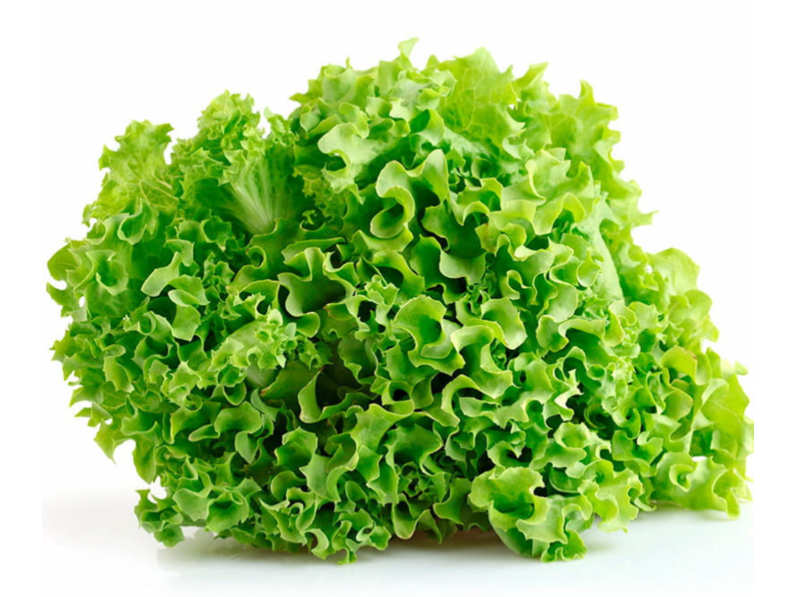 Lechuga Crespa