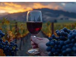 Copa vidrio malbec 650