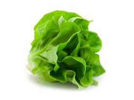 LECHUGA MANTECA