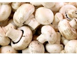 CHAMPIGNON