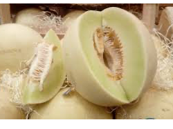 MELON ROCIO DE MIEL