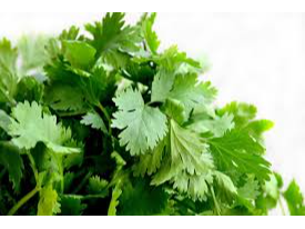 CILANTRO
