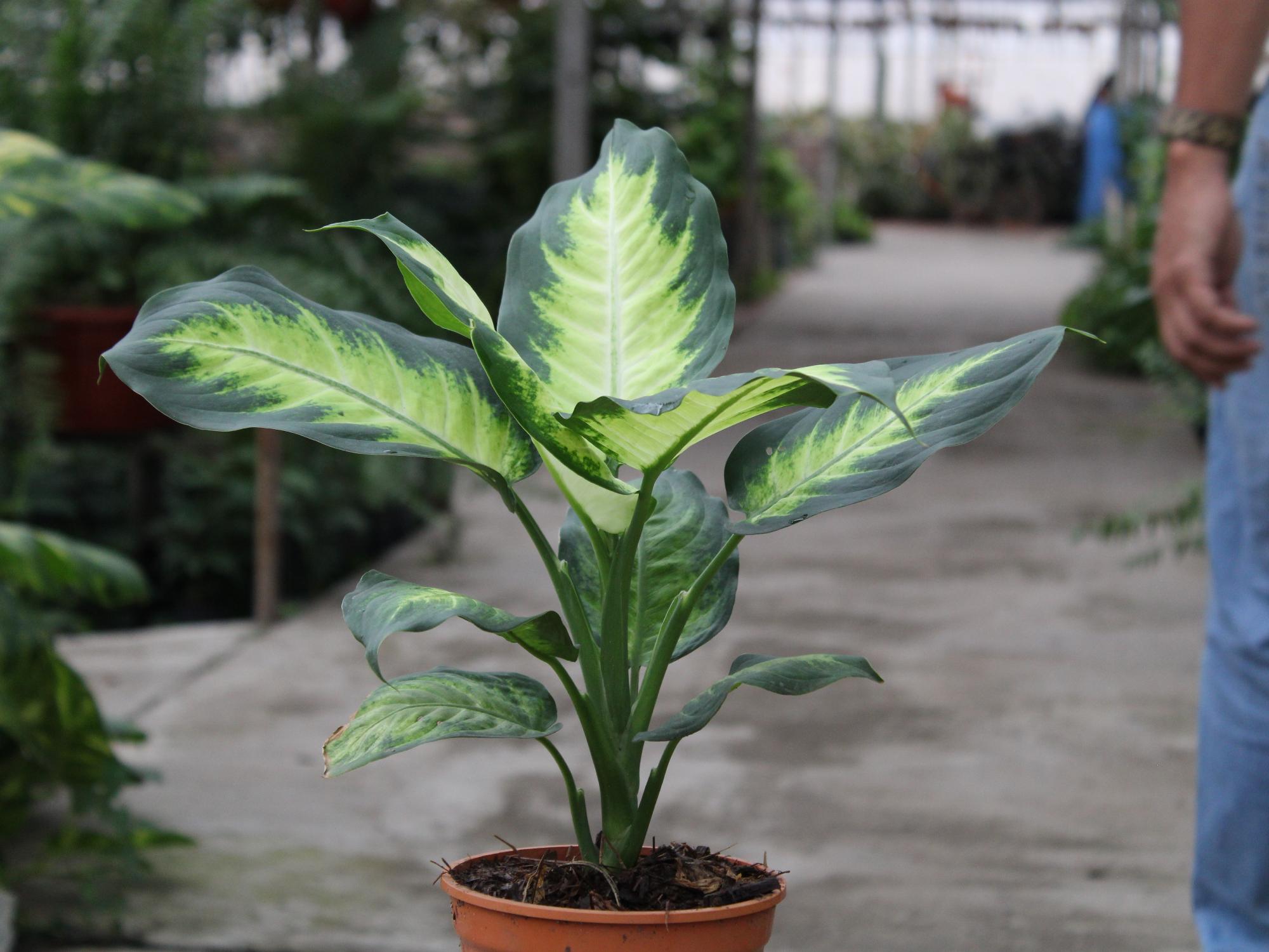 Diaffenbachia Mariana