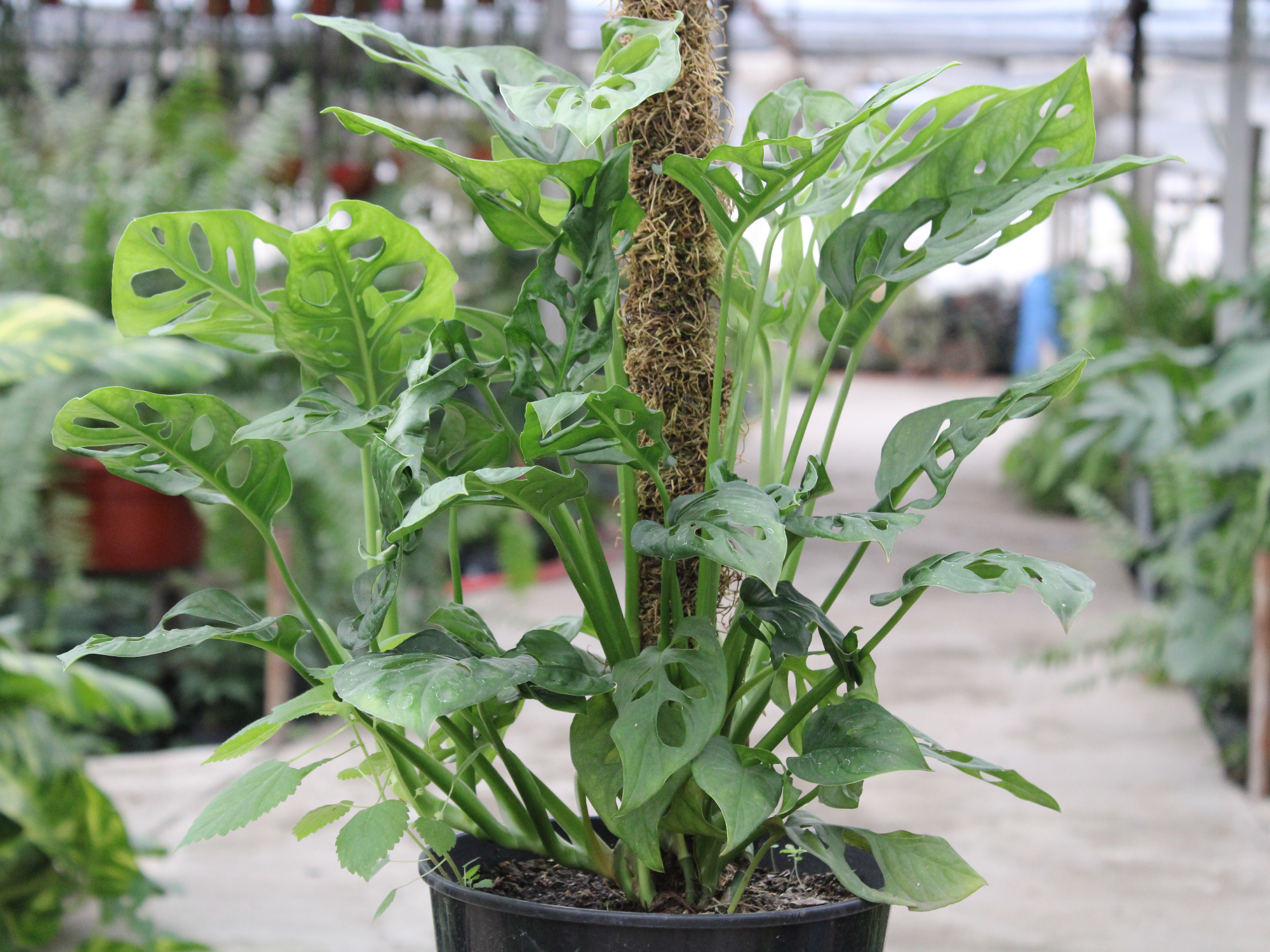 Philodendrun Peruviano (con tutor)