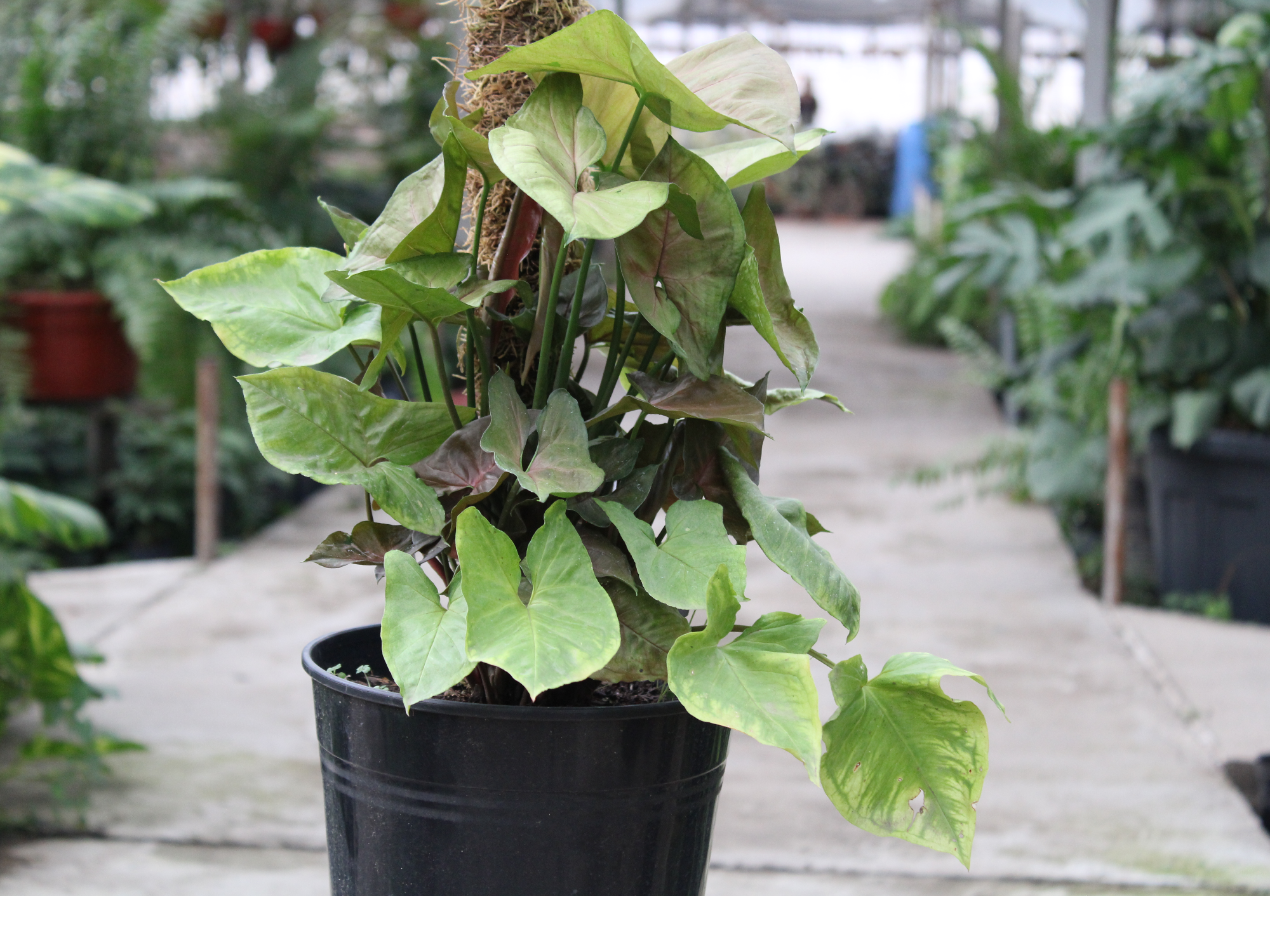 Syngonium  (con tutor)