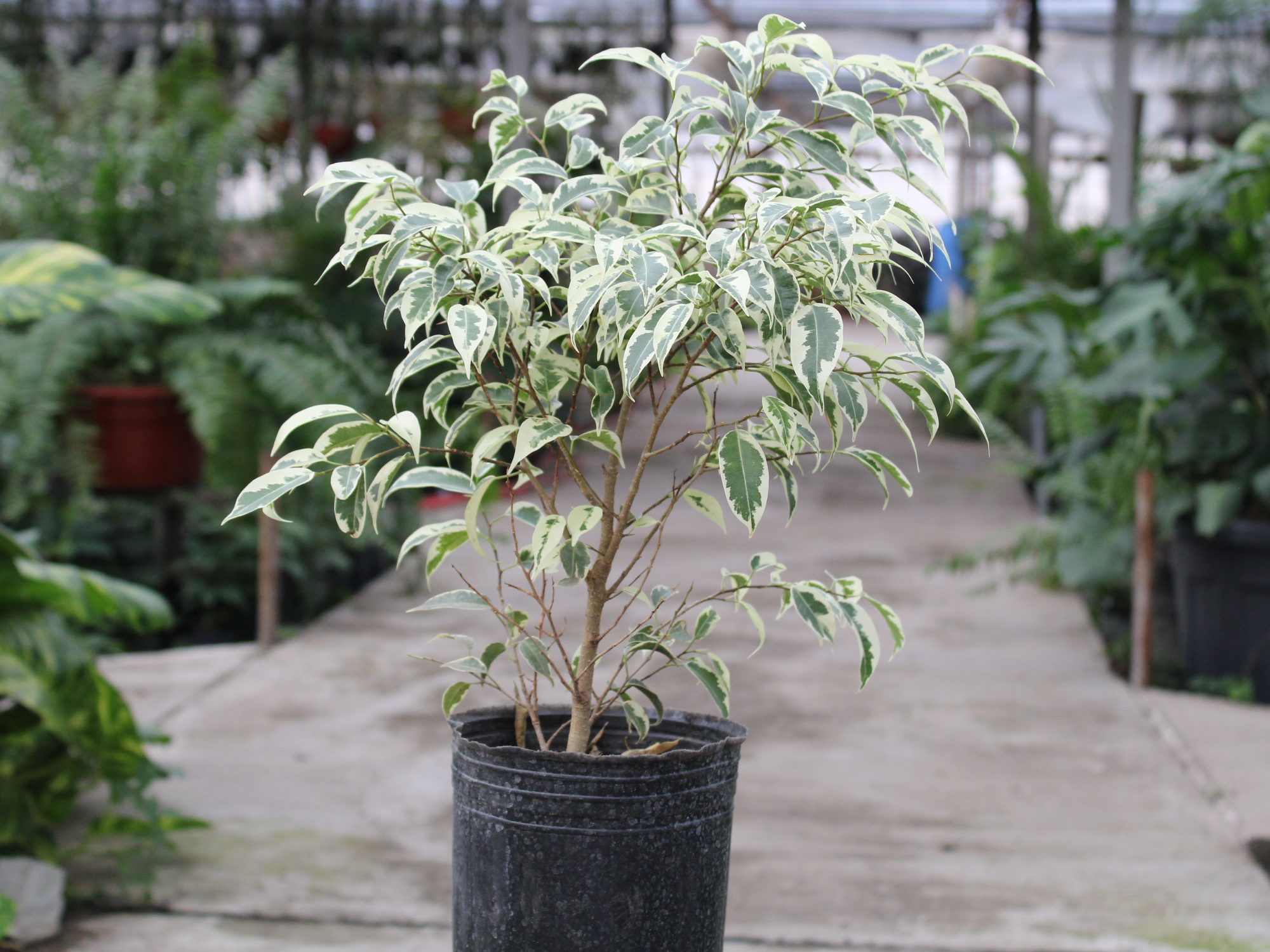 Ficus Variegado